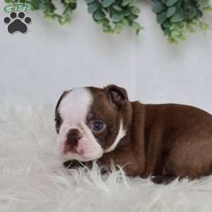 Buster, Boston Terrier Puppy